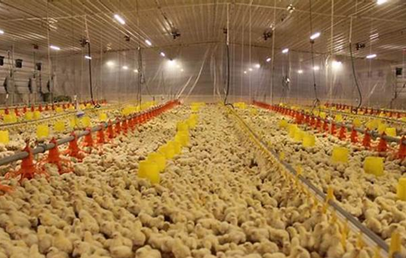 Farm Lighting