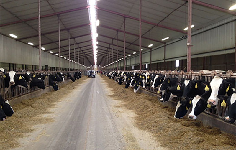Farm lighting
